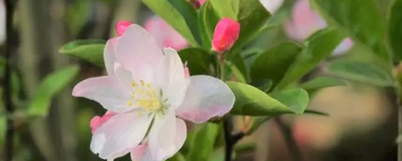 苹果树先长叶还是先开花