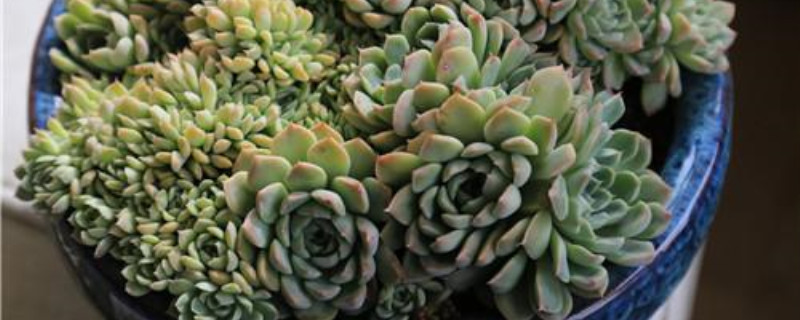 多肉植物生长过程日记
