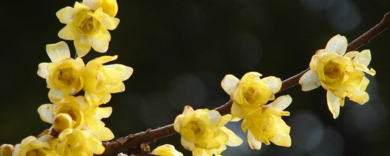 北京腊梅花几月开花