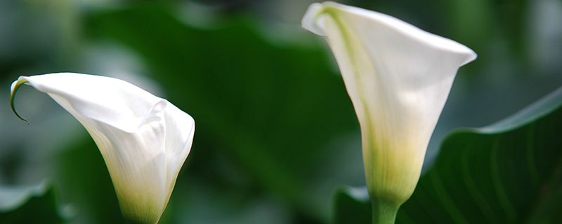 马蹄莲鲜切花养护 马蹄莲鲜切花养护