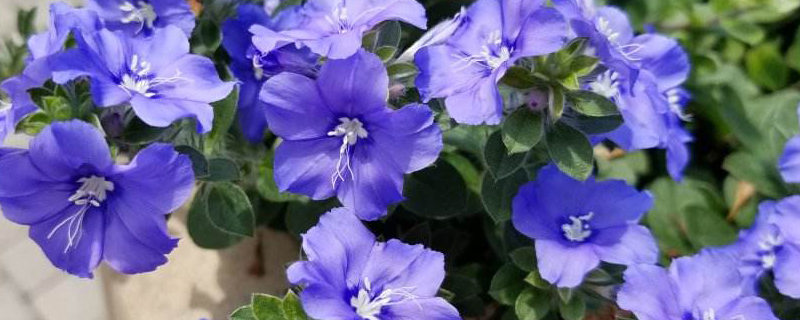 蓝星花花语 蓝星花花语