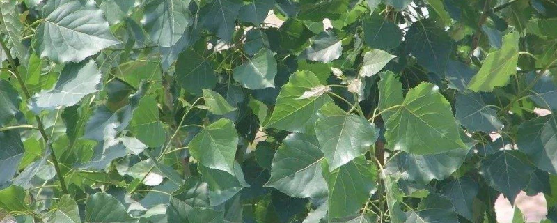 关于杨树的资料介绍 关于杨树的资料介绍