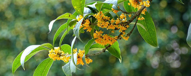 桂花适合在家里养吗