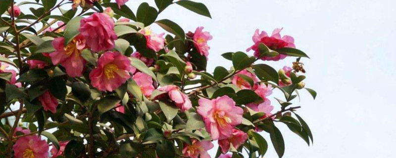 茶梅好养吗 茶梅好养吗