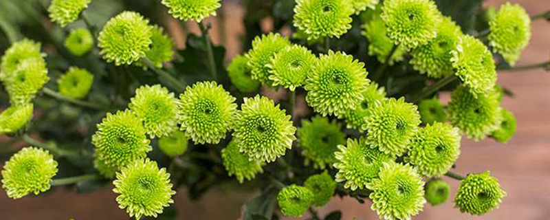 绿色雏菊的花语和寓意 绿色雏菊的花语和寓意