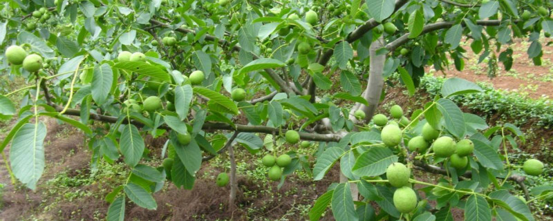 文玩核桃种植几年挂果 文玩核桃种植几年挂果