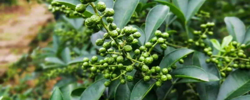 花椒嫁接方法 花椒嫁接方法