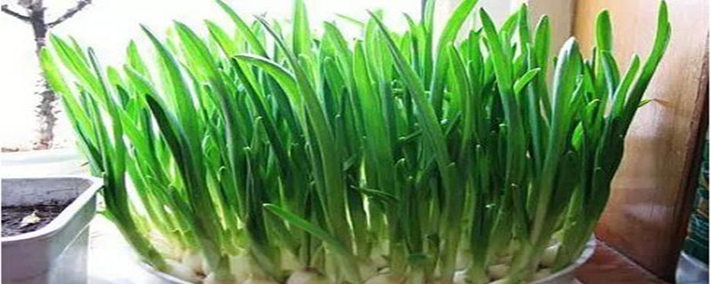 怎样种大蒜盆栽