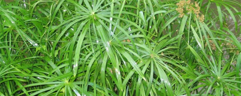 旱伞草是什么 旱伞草是什么