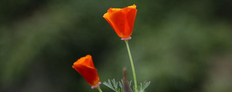 花菱草怎么种植 花菱草怎么种植