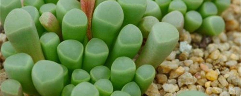 五十铃玉好养吗