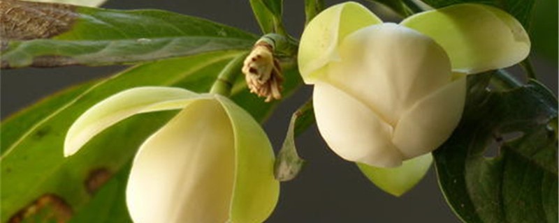 夜合花怎么种植 夜合花怎么种植