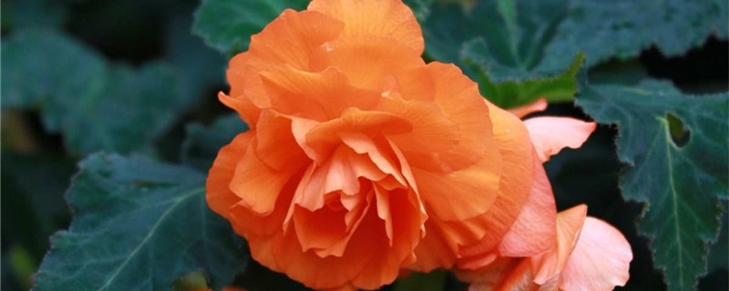茶花秋海棠怎么养开花大 茶花秋海棠怎么养开花大