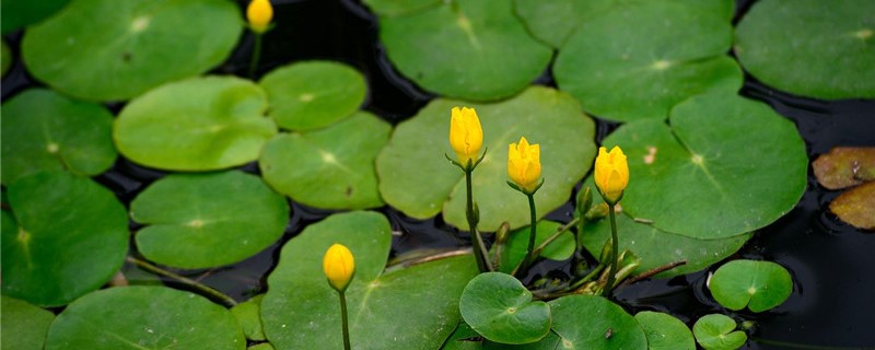 荇菜怎么养 荇菜怎么养