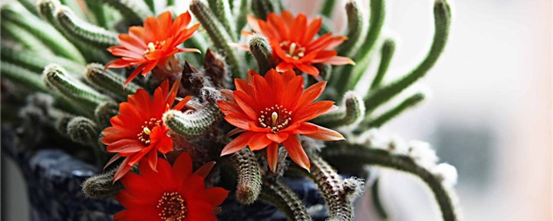 鼠尾掌怎么养能开花