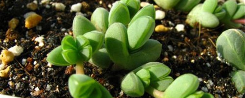碧玉莲好养吗 碧玉莲好养吗