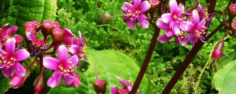 虎颜花怎么管理