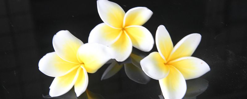 鸡蛋花树怎样种植 鸡蛋花树怎样种植