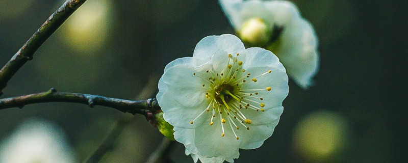 绿梅几月开花