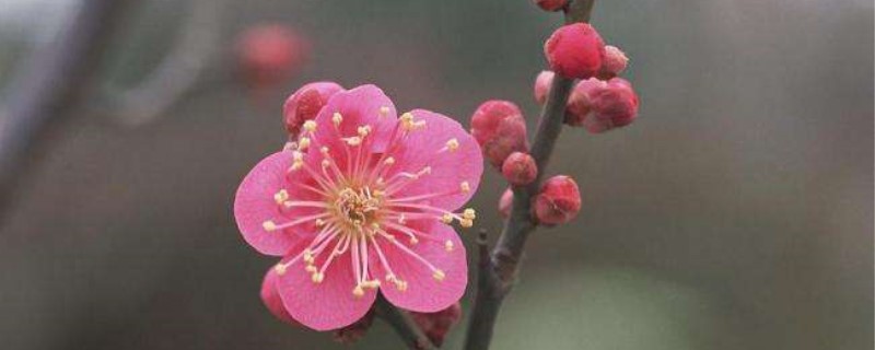 扦插的梅花几年开花 扦插的梅花几年开花