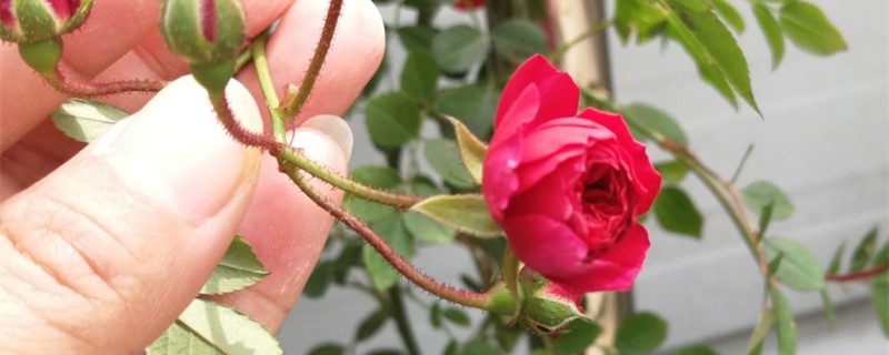 红木香花有毒吗