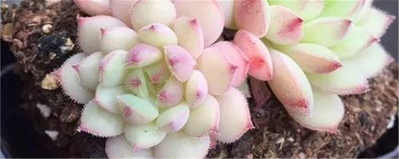 姬秋丽怎么养成老桩 姬秋丽怎么养成老桩