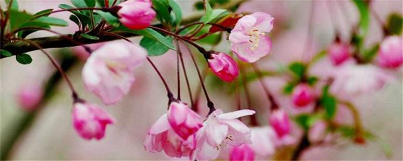 秋海棠的花语是什么 秋海棠的花语是什么