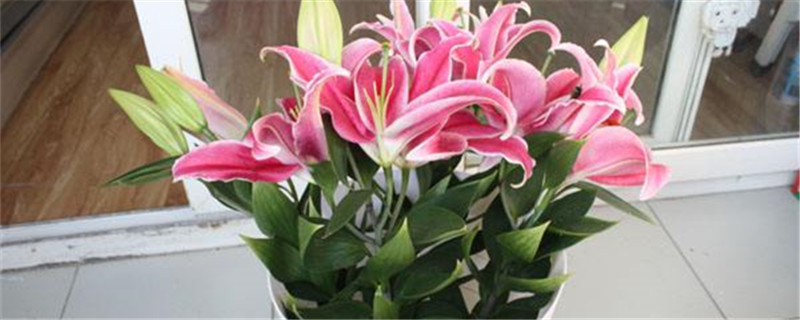 盆栽百合花叶子发黄怎么办 盆栽百合花叶子发黄怎么办