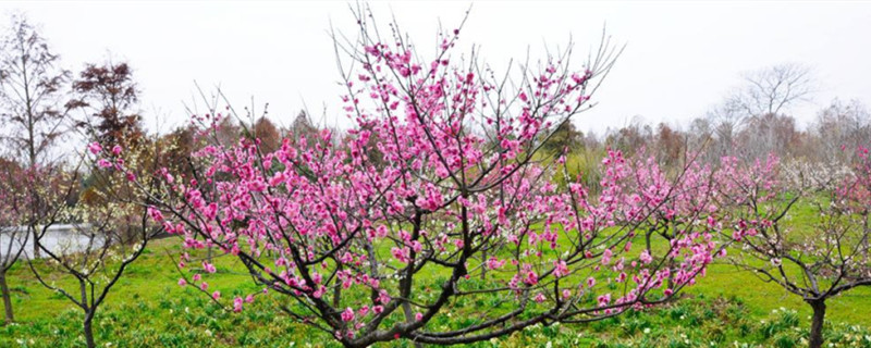 梅花开完花后怎么办