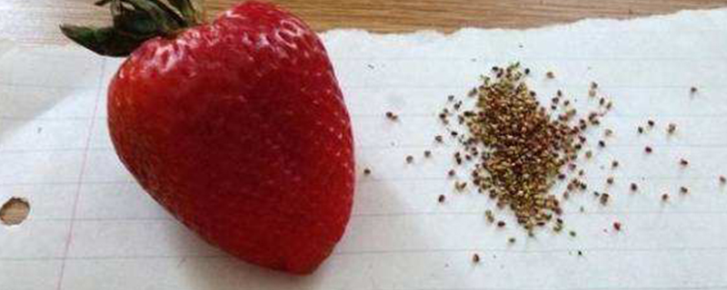 如何用草莓籽种草莓 如何用草莓籽种草莓