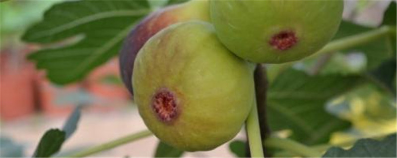 金傲芬无花果的特点 金傲芬无花果的特点