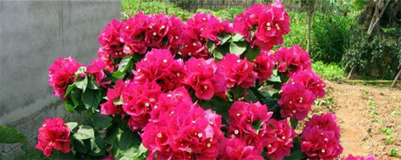 三角梅的花语是什么 三角梅的花语是什么