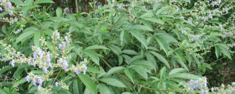 黄荆下山桩怎样种植成活率高