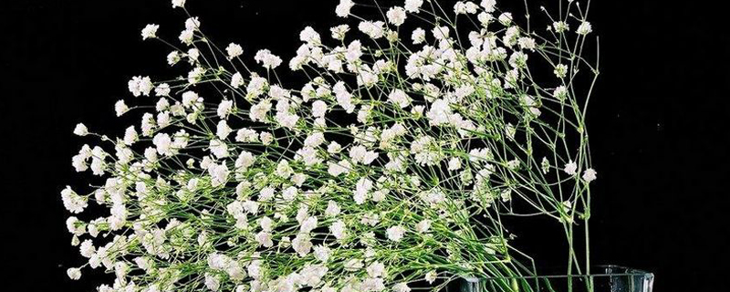 满天星干花和鲜花区别
