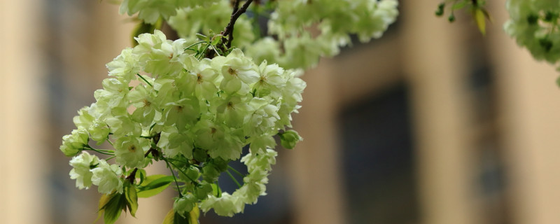 绿色的樱花叫什么 绿色的樱花叫什么