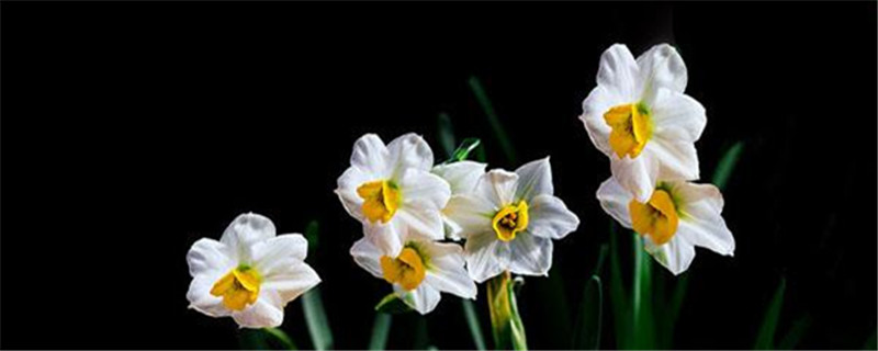 水仙花开花后怎么留种