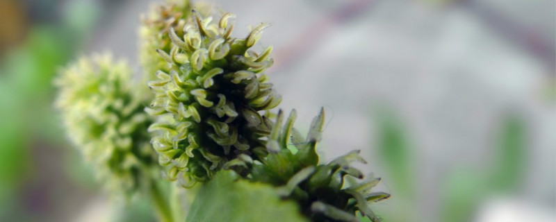 桑树花是单性花还是两性花