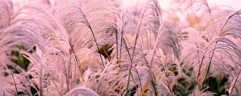 荻花是什么花