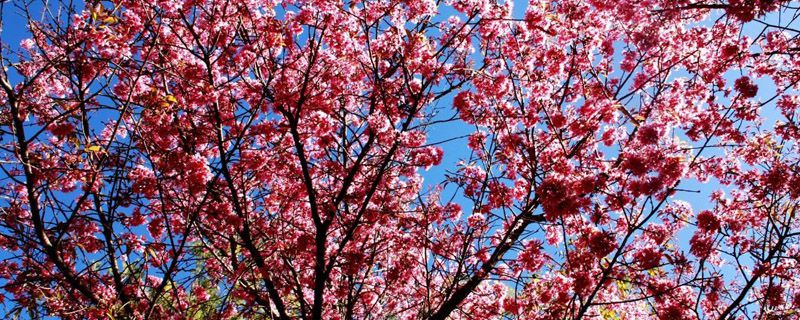 樱花树几年可以开花 樱花树几年可以开花