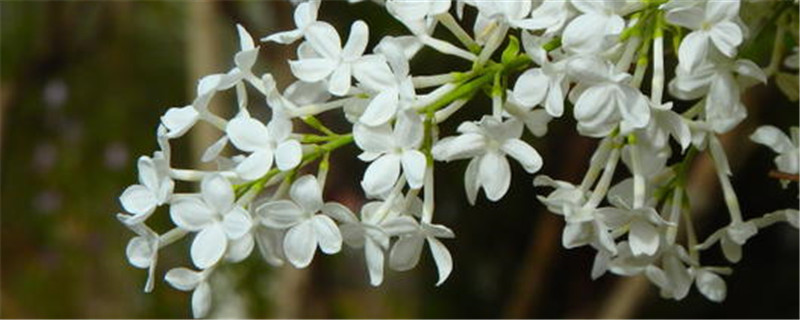 丁香花在什么季节开花