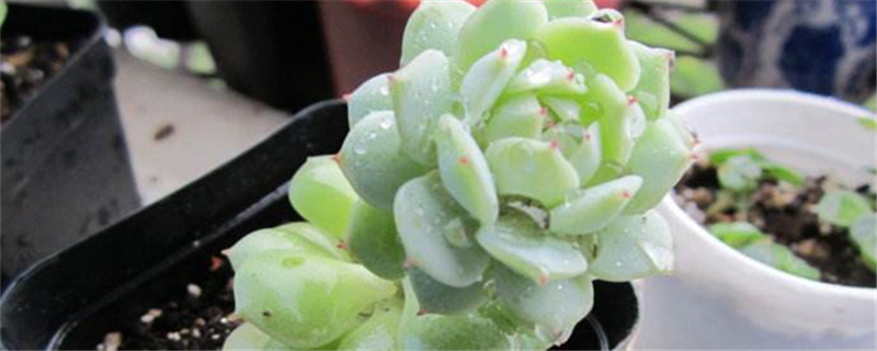 水珠怎么养