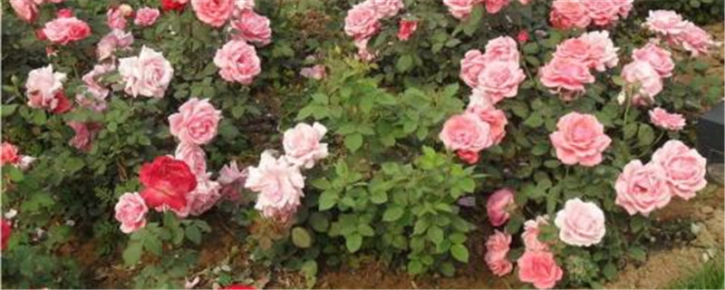 月季花杀虫用什么药 月季花杀虫用什么药
