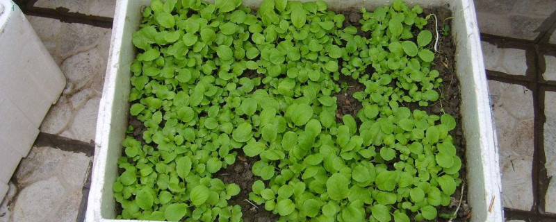 种菜怎么种 种菜怎么种