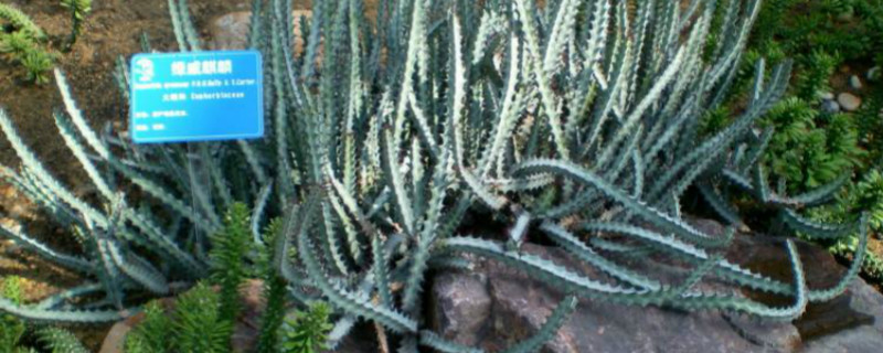 绿威麒麟怎么爆盆 绿威麒麟怎么爆盆