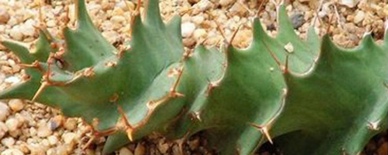 旋风麒麟的学名 旋风麒麟的学名