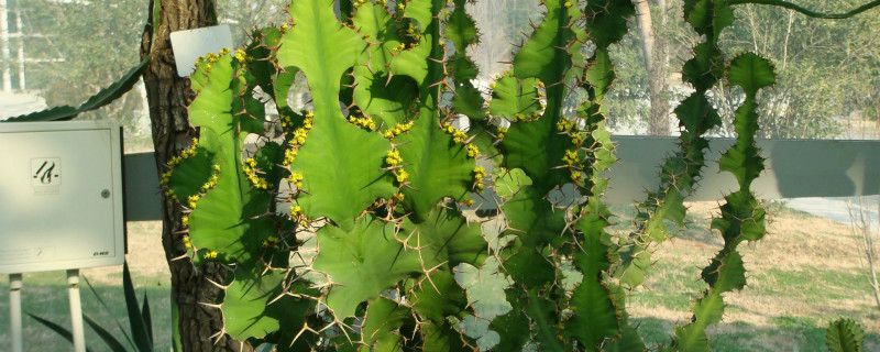 麒麟冠繁殖时间