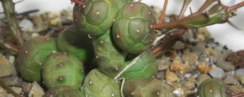 玉鳞宝开花怎么办