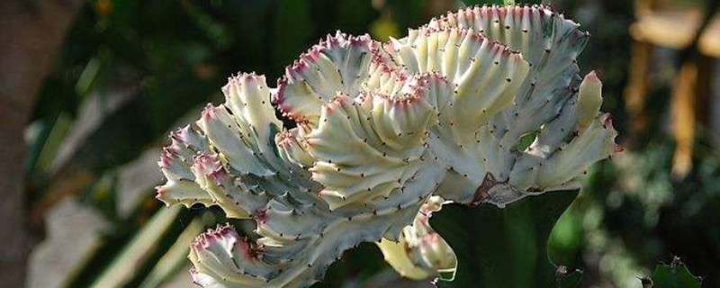 春峰锦开花怎么办 春峰锦开花怎么办