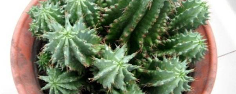 魁伟玉怎么缀化