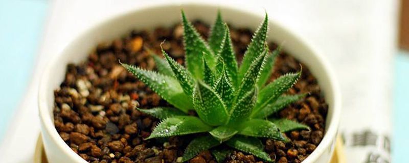 芦荟开花寓意送子女吗